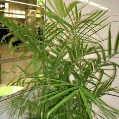 Bamboo palm (Chamaedorea seifrizii)