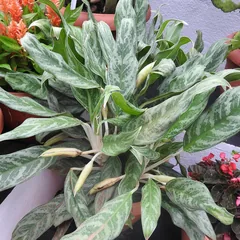 Chinese evergreen (Aglaonema modestum)