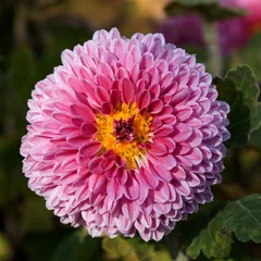 Chrysanthemum (Chrysanthemum morifolium)