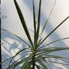 Dracaena (Four varieties tested)