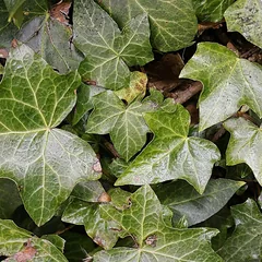 English ivy (Hedera helix)