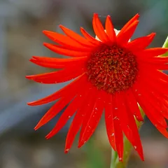 Gerbera daisy (Gerbera jamesonii)