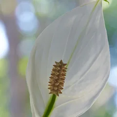 Peace lily (Spathiphyllum ‘Mauna Loa’)