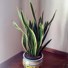 Snake plant (Sansevieria trifasciata ‘Laurentii’)