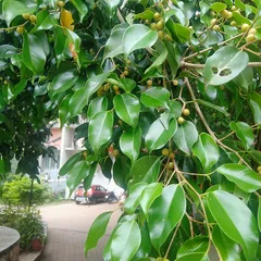 Weeping fig (Ficus benjamina)